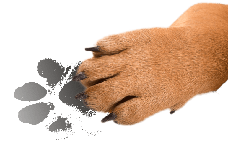 Dog Paw 4